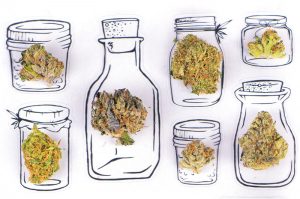 Importance de la formation des vendeurs de cannabis responsables