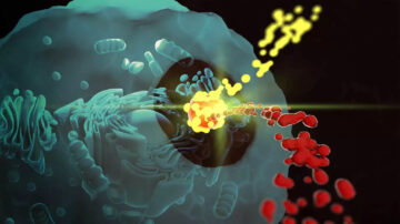 I kernen af ​​cellen: Ny indsigt i udnyttelsen af ​​nanoteknologi-baserede lægemidler