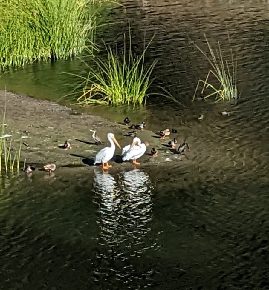 Two ducks and their ducklings standing in Bass Cove