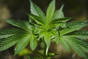 Marijuana seized on Valley roads-breakinglatest.news-Breaking Latest News
