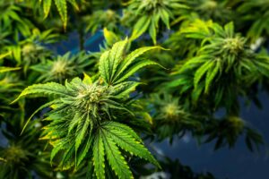 El gobernador de Maryland quiere evitar un lanzamiento prolongado y prolongado del cannabis
