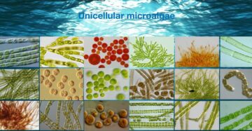 Microalgae Synthesis Firm Demeter Nears 100M Yuan in Pre-A Round Funds