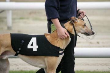 Parlementslid wil dat de laatste Greyhound-racebaan van Schotland wordt verboden te midden van druk in Ierland en het VK