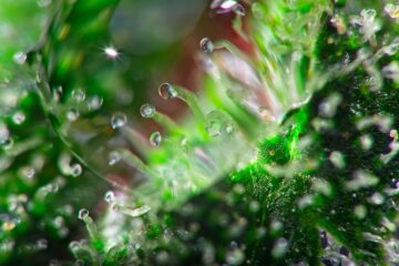 Anggota Parlemen Ohio Mengajukan RUU Perombakan Cannabis Medis