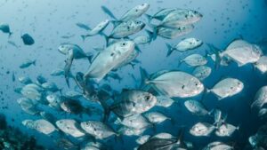ماهی‌های پوکمون‌بازی مرتکب کلاهبرداری با کد اعتباری می‌شوند