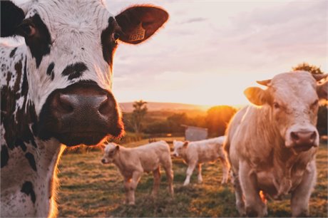 کھاد اور گائے کی تعداد میں کمی کے لیے عوامی حمایت: گرین پیس سروے