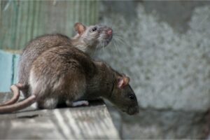 Rentokil använder AI-råttigenkänning för att plotta utrotning i realtid