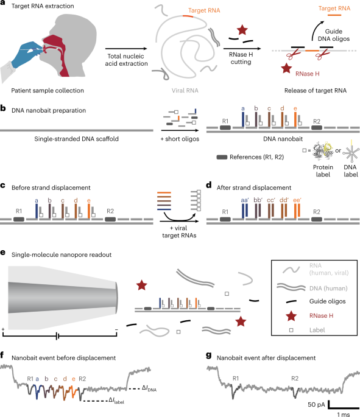 Identificação simultânea de vírus e variantes virais com nanobait de DNA programável