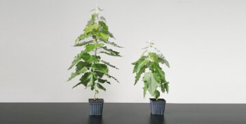 Temasek finansierer bioteknologifirmaet Living Carbon for GMO Super Trees