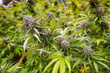Tennessee lovgivere avslører lov om cannabislegalisering