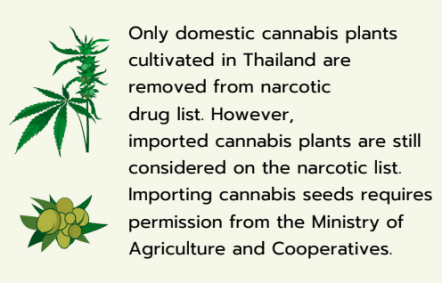Thailand & Cannabis Tourism: The 10 things You Need to Know
