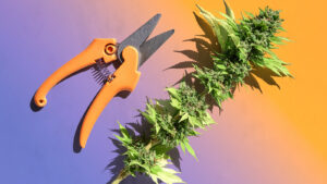 The 4 best weed trimming scissors for every budget