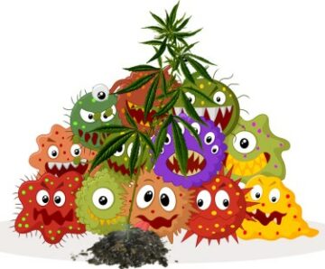 Mikroberne bag magien - mikroorganismernes rolle i dyrkning af cannabisplanter på øverste hylde