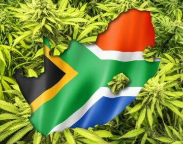 Prøve av anlegget? - Hvorfor Sør-Afrikas cannabisrettssak fengsler marihuanaindustrien