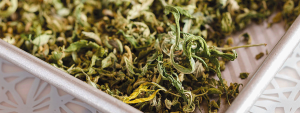 Weed-infused Delight: läckra och enkla ogräsmiddagsrecept för cannabiskännaren