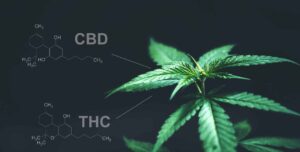 4 Tips to Choose a Great CBD Product