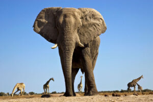 De olifant in de kamer aanpakken: ontwikkelaars en beveiligingsteams laten samenwerken