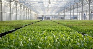 Amazon împrospătează agricultura durabilă cu prima salată verde cu impact redus