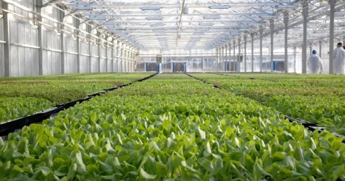 Amazon freshens up sustainable farming with first low-impact lettuce