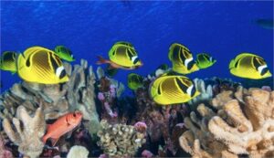 من المتوقع حدوث ظاهرة النينيو لعام 2023. ما هي كمية التبييض المرجانية هذه المرة؟