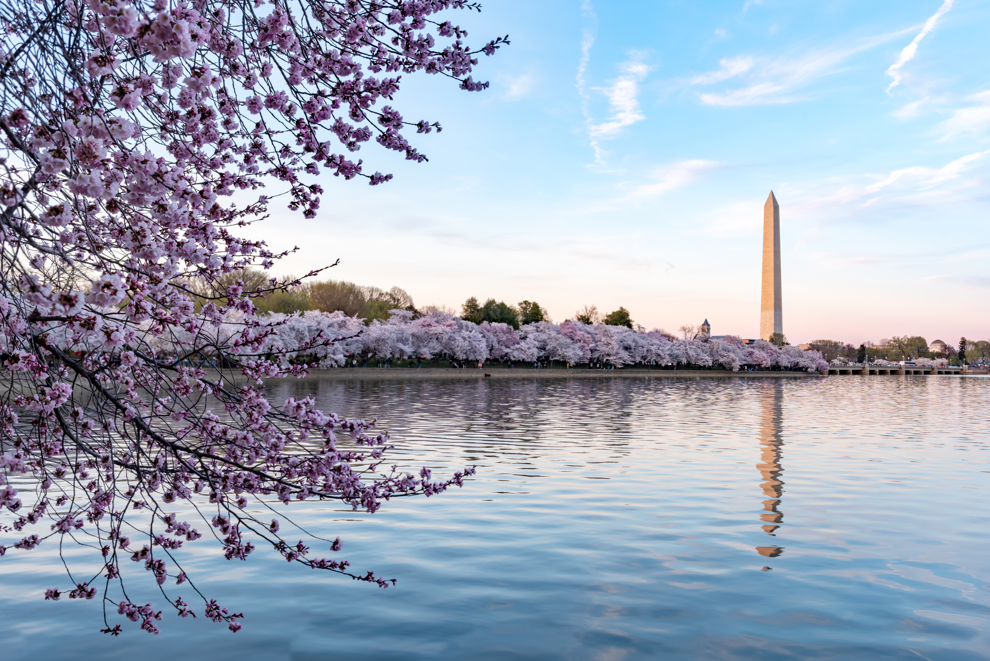 全米桜祭り期間中のワシントン記念塔