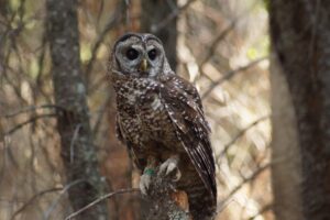 California Spotted Owls Terancam Tumbuh Ganja Ilegal