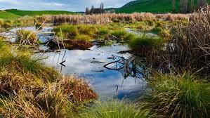 Call to halt decline of wetlands ahead of World Wetlands Day