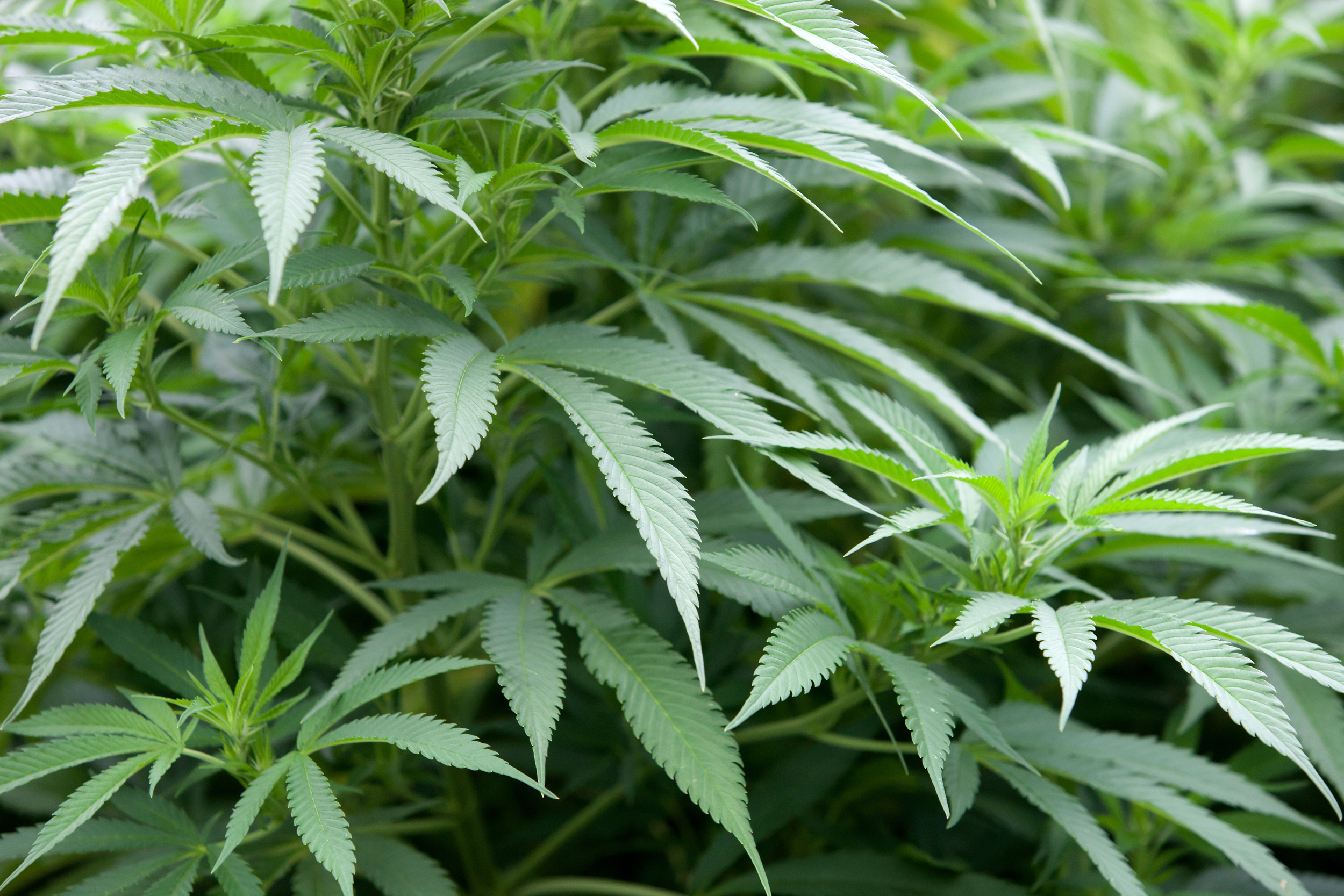 Cannabis har stor medicinsk potential, men det är inget botemedel