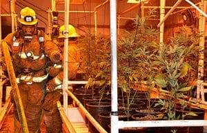 Cannabis Industry Fire Safety