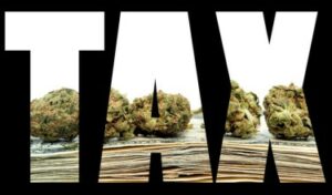 Chute du marché du cannabis - Les villes et villages se préparent à la chute des recettes fiscales provenant des ventes de mauvaises herbes