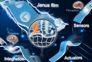 Películas de Janus a base de carbono hacia sensores flexibles y actuadores blandos