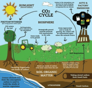 Landbouw met koolstofkredieten (alles wat u moet weten)