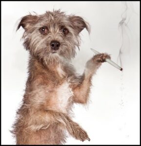 Vindt uw hond het leuk om high te worden? - Canine Cannabis Intoxicatie neemt toe bij Dierenartsen
