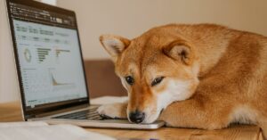 DOGE, Floki svever etter musk-tvitrer Bilde av hunden sin i Twitter-sjefsstolen