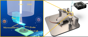 Fiberavkänningsforskare uppfinner 3D-tryckt fibermikrosond för att mäta in vivo biomekaniska egenskaper hos vävnad och till och med encell