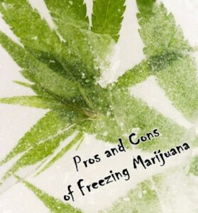 ¿Hierba congelada? - La guía del cannabis fresco congelado
