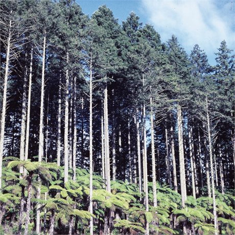 Waldbesitzer wollen die Gentechnik-Zulassung