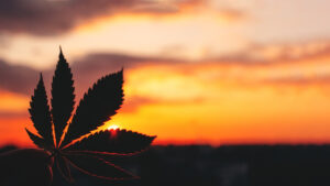 Wie man eine Cannabis-Entität auflöst