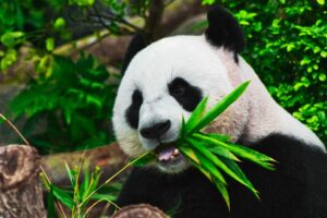 Come utilizzare in modo efficace i panda GroupBy