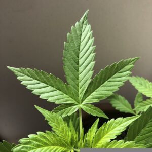 El consejo de la ciudad de Howard presenta una decisión sobre la marihuana