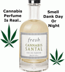 I Love Your Perfume, Is that Lemon Haze or Purple Passion? - Cannabis Scented Perfume Hits the Shelves