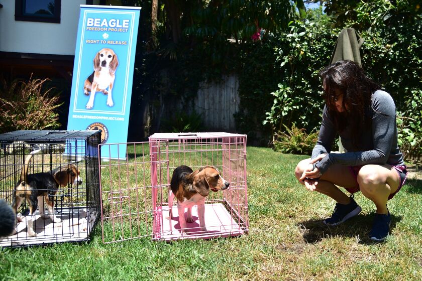 A former laboratory research beagle hesitates before stepping out of his cage to walk on grass for the first time, at a residential home in Los Angeles, California, June 24, 2016 shortly after the dogs were released from a testing laboratory where they had been used as research animals. The beagles, who up until now had only known a life in cages, were given their first chance to walk and play on grass before being adopted by pre-screened families who will give them a new life as a family pet. The release was negotiated by the Beagle Freedom Project (BFP), an non-profit organization which obtained the release of the dogs from the testing facilities where they were scheduled to be euthanized because they were not longer useful to researchers. / AFP / ROBYN BECK (Photo credit should read ROBYN BECK/AFP via Getty Images)