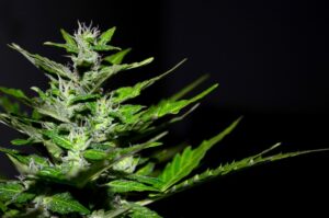 Lebanon to add recreational marijuana sales on November 2024 ballot