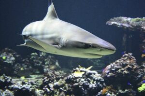 数据显示，莱特币鲨鱼是 LTC 近 90% 飙升的幕后推手