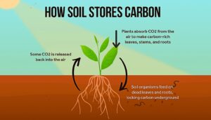 Loam Bio får 73 millioner dollar for å øke karbonfangsten i jord