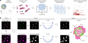 Machine-learning-assisted single-vessel analysis of nanoparticle permeability in tumour vasculatures