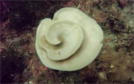 Meren lämpöaalto, joka liittyy Fiordland-sienien kuolemaan