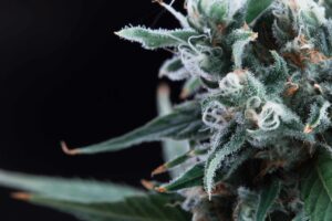 Regulador de Michigan suspende licença de processador de cannabis