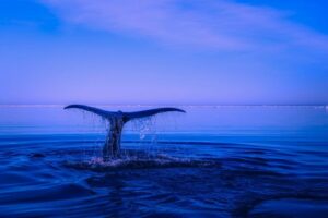 Mystisk Dogecoin Whale flytter 450 millioner $DOGE for en avgift på $0.09