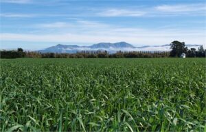 يستخدم حليب الشوفان في نيوزيلندا انبعاثات أقل بنسبة 93٪ من منتجات الألبان: دراسة